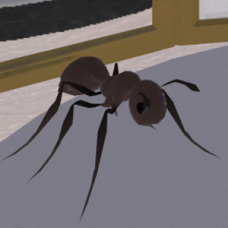Ant