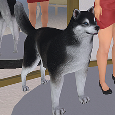 Black Husky