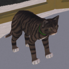 Brown Tabby Cat