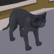 Roo Cat