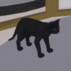 Black Cat