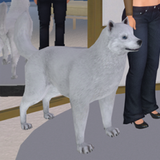White Husky