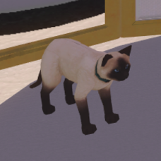 Siamese Cat