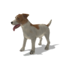 Jack russell