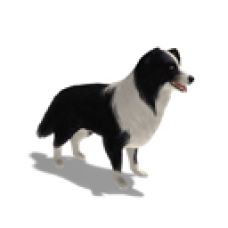 Border Collie