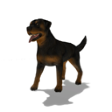 Rottweiler