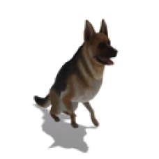 German Shepherd