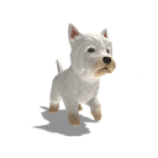 Highland Terrier