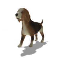 Beagle