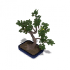 Buzz Quiz World - Bonsai Tree