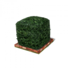 Square Shrubbery