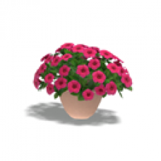 Potted Plant, Petunia (Purple)