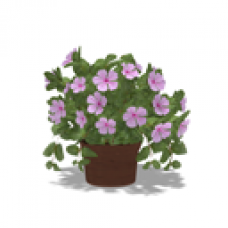 Potted Plant, Madagascar Periwinkle