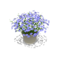 Potted Plant, Lobelia