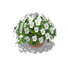 Potted Plant,  Viola