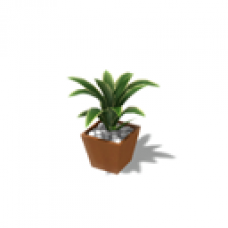 Potted Plant, Ribbon Dracaena
