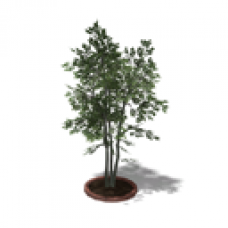 Small Garden Tree