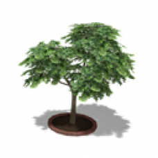 Large Garden Tree, Broadleaf