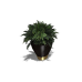 Expensive Potted Fern
