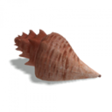 Dream Island - Conch Shell