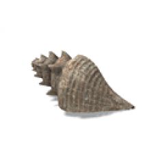 Conch Shell