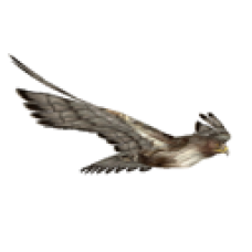 Lucky Falcon