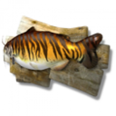 Legend Catfish