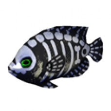 X-Ray Spix