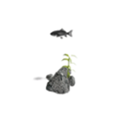 Goldfish (Japanese Wakin)