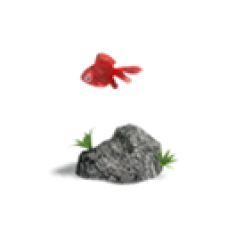 Goldfish (Popeyed Goldfish)