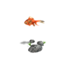 Goldfish (Ryukin)