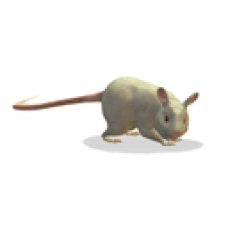 Albino Rat