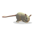 Albino Rat