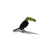 Toucan Companion