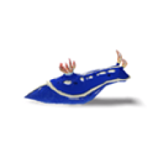 Blue Sea Slug