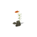 Common Goldfish