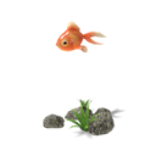 Ryukin Goldfish