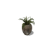 Pleasant Pot Plant