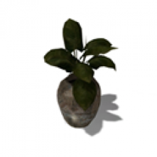 Exotic Pot Plant