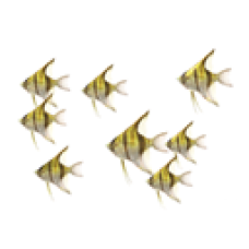 School of Angelfish