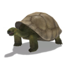 Giant Tortoise Companion