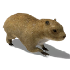 Groundhog Companion