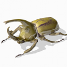 Gold Beetle