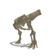 Fossil: Triceratops (Front Legs)