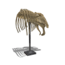 Fossil: Triceratops (Abdomen)