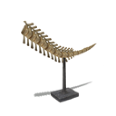 Fossil: Triceratops (Tail)