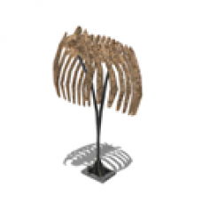 Fossil: Brachiosaurus (Abdomen)