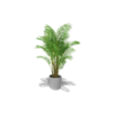 Decorative Plant, Butterfly Palm