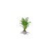 Decorative Plant, Butterfly Palm