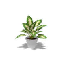 Decorative Plant, Dumb Cane